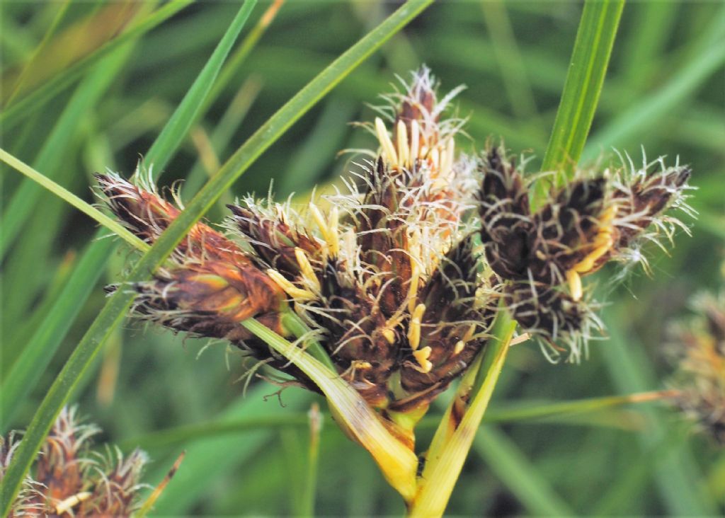 Bolboschoenus maritimus (Cyperaceae)